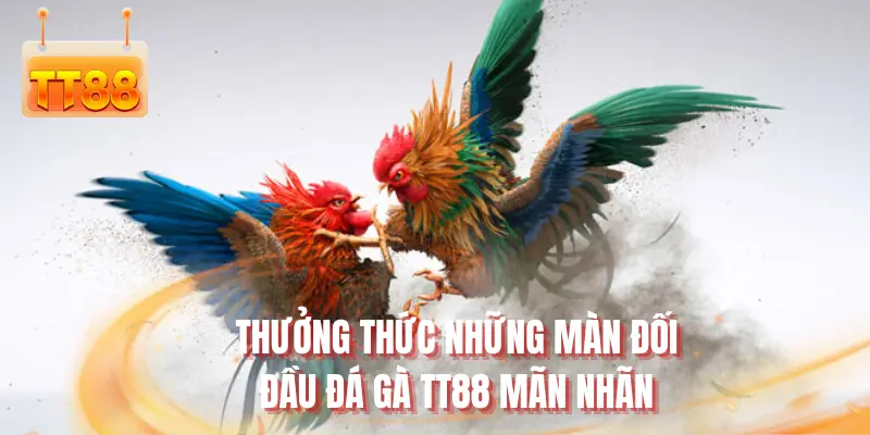 Thưởng thức những màn đối đầu đá gà TT88 mãn nhãn